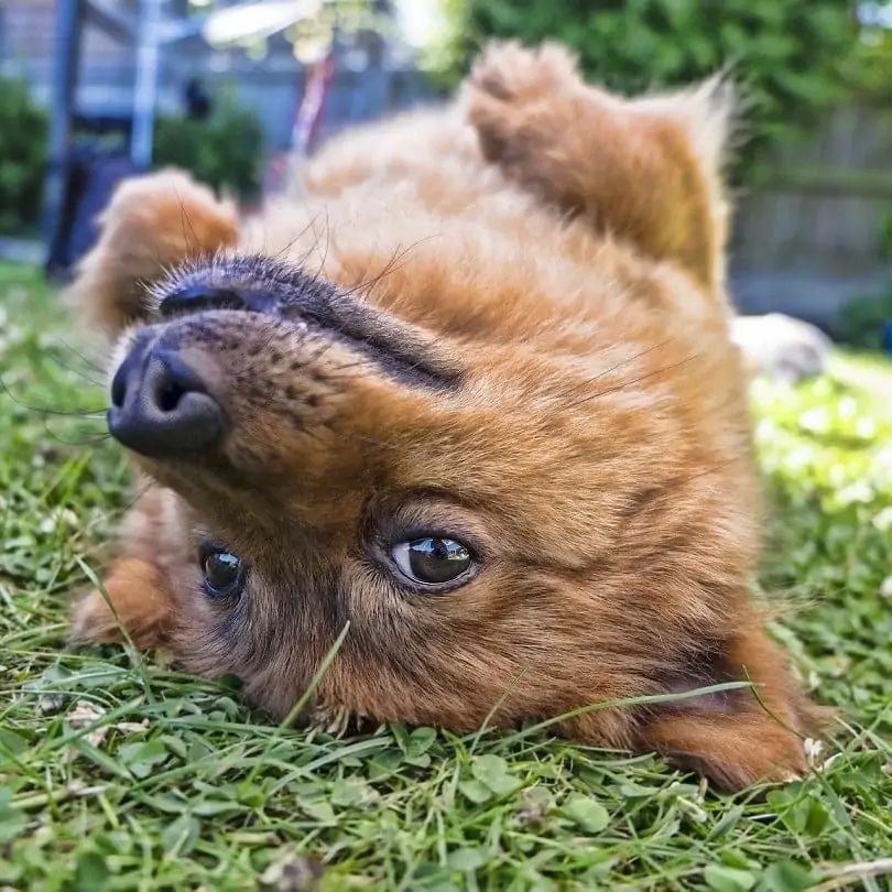 Dog getting groomed